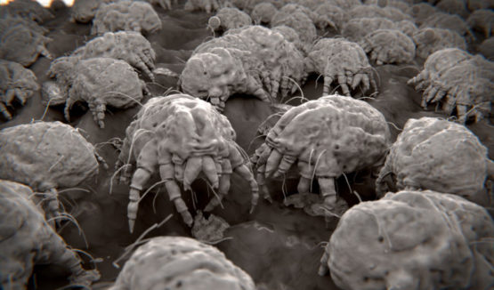 Dust mites, allergens